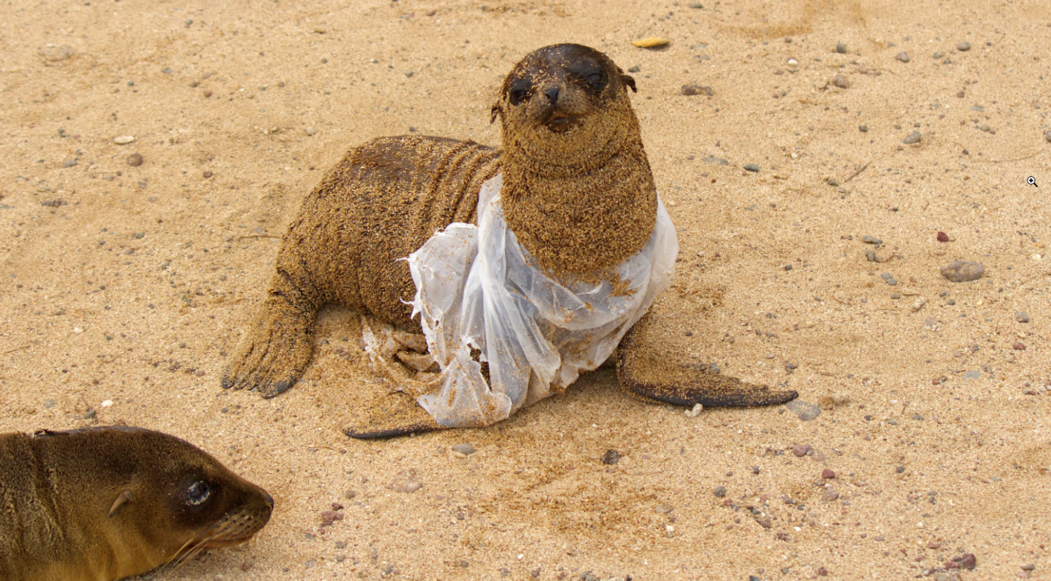 galapagos basura